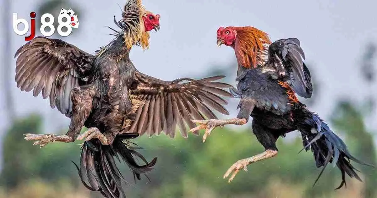 Đ&aacute; g&agrave; Mỹ l&agrave; g&igrave;?