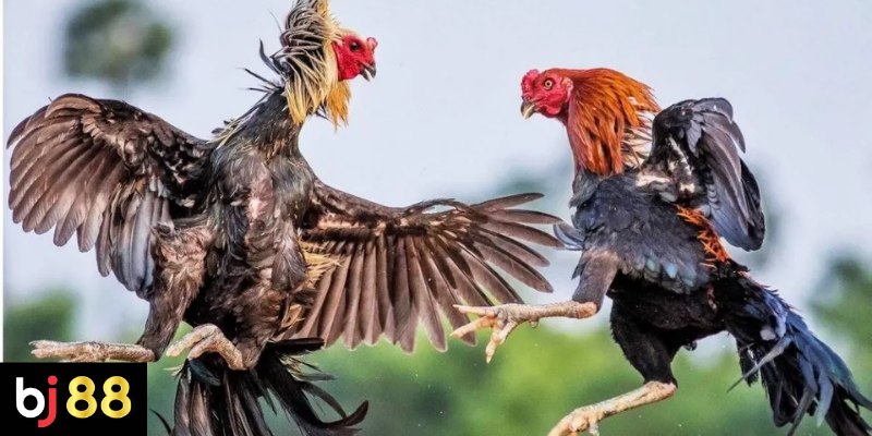 Đá gà cựa dao uy tín và những điều người xem cần biết 3 Quy tắc cơ bản trong đá gà cựa dao